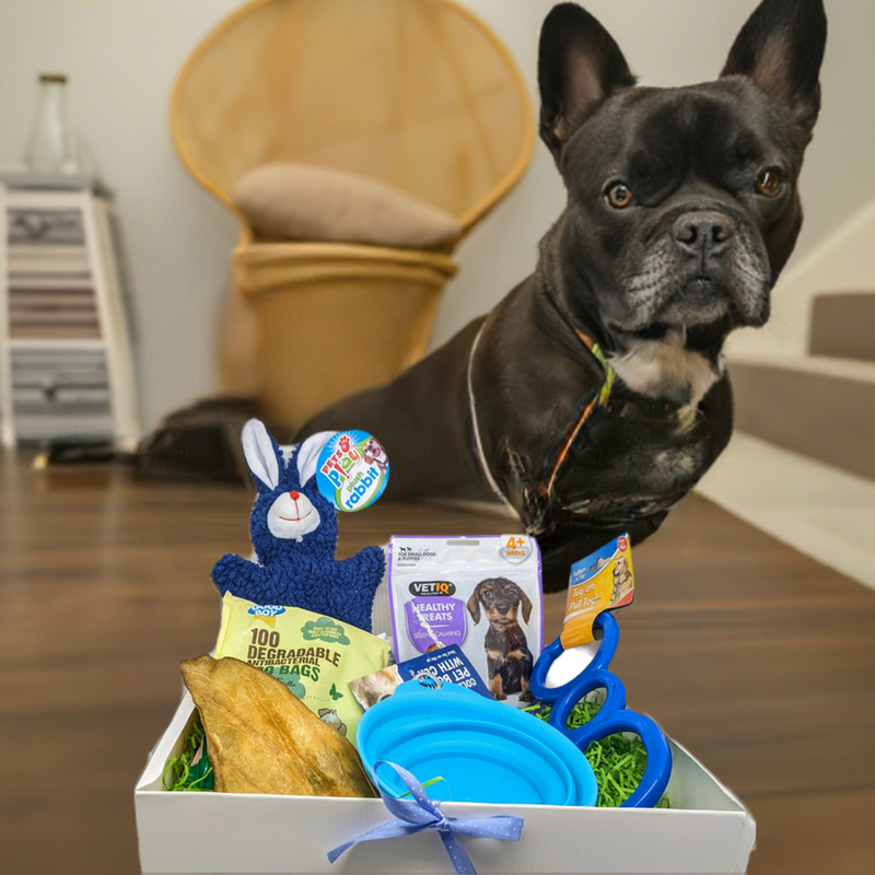 Dog puppy bundle gift box