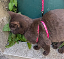 Pink/purple /red small dog adjustable harness with lead. Can be used for kittens rabbits