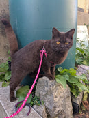 Pink/purple /red small dog adjustable harness with lead. Can be used for kittens rabbits